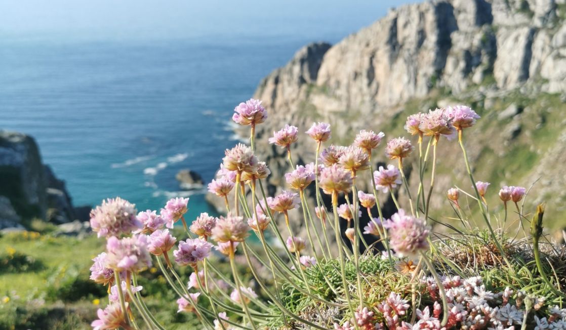 Thrift at Bosigran
