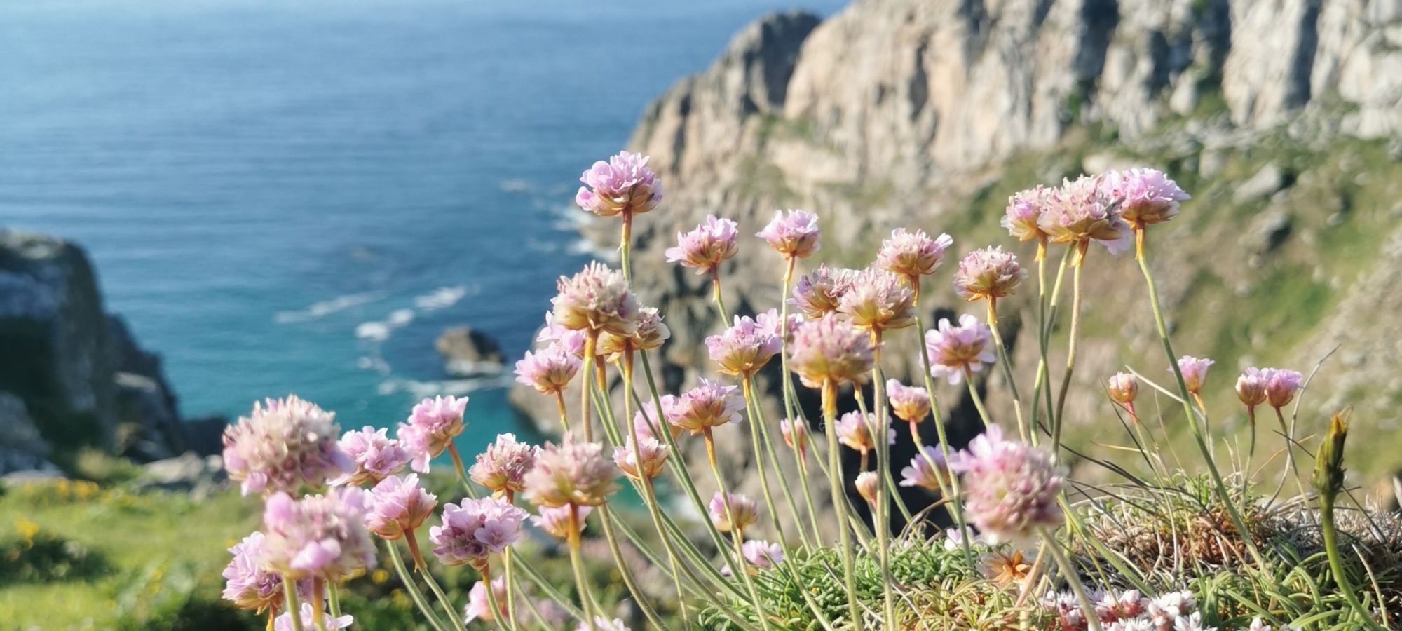 Thrift at Bosigran