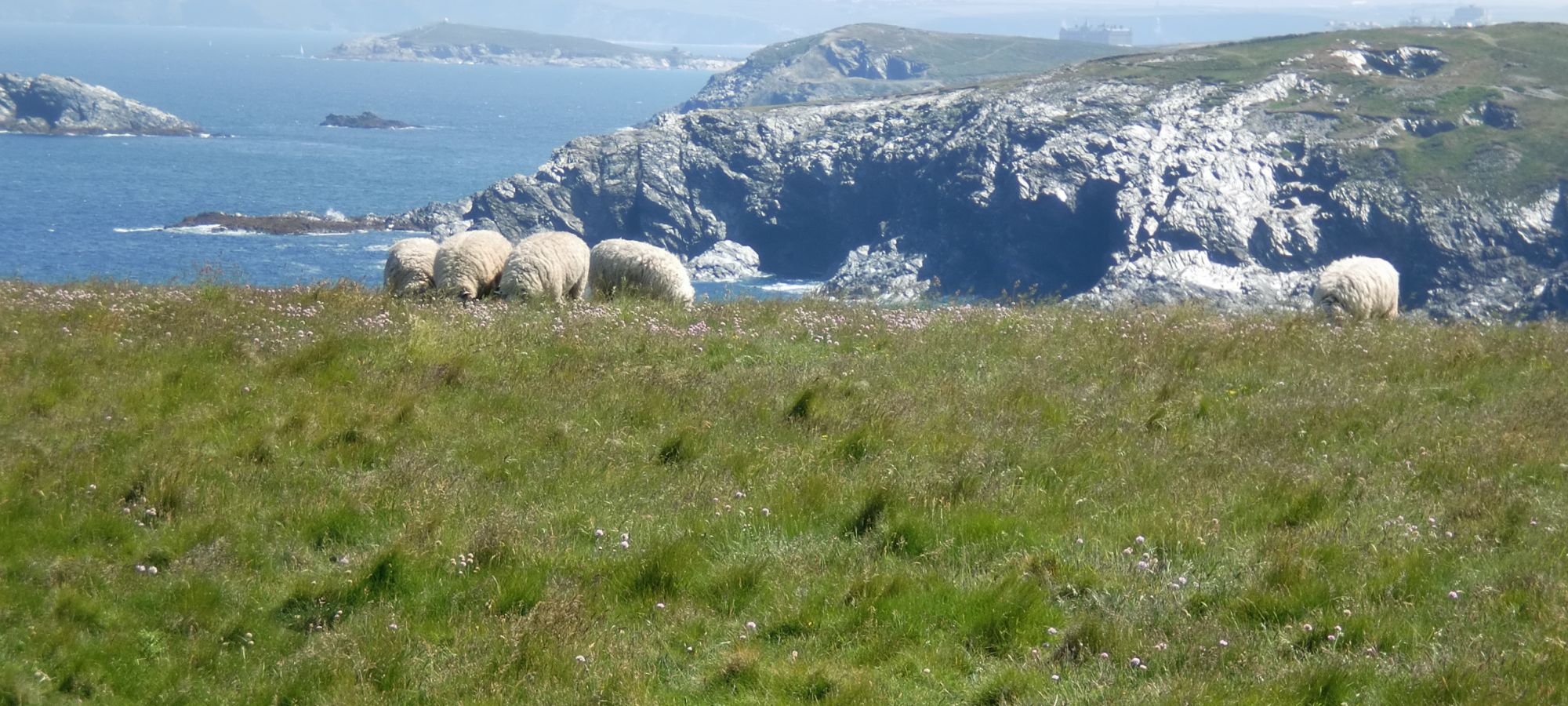 sheep grazing on the coast