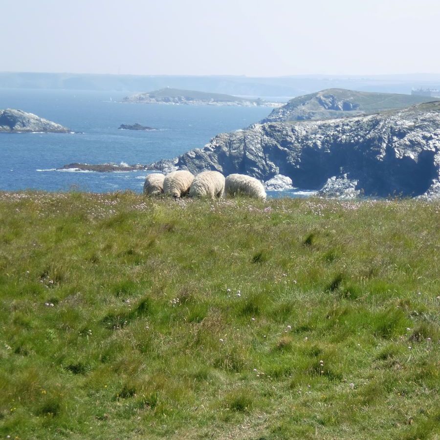 sheep grazing on the coast
