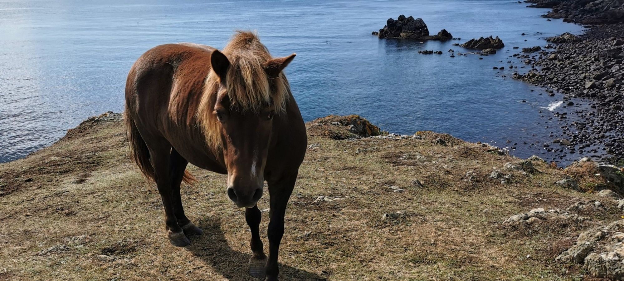 Horse on the coast
