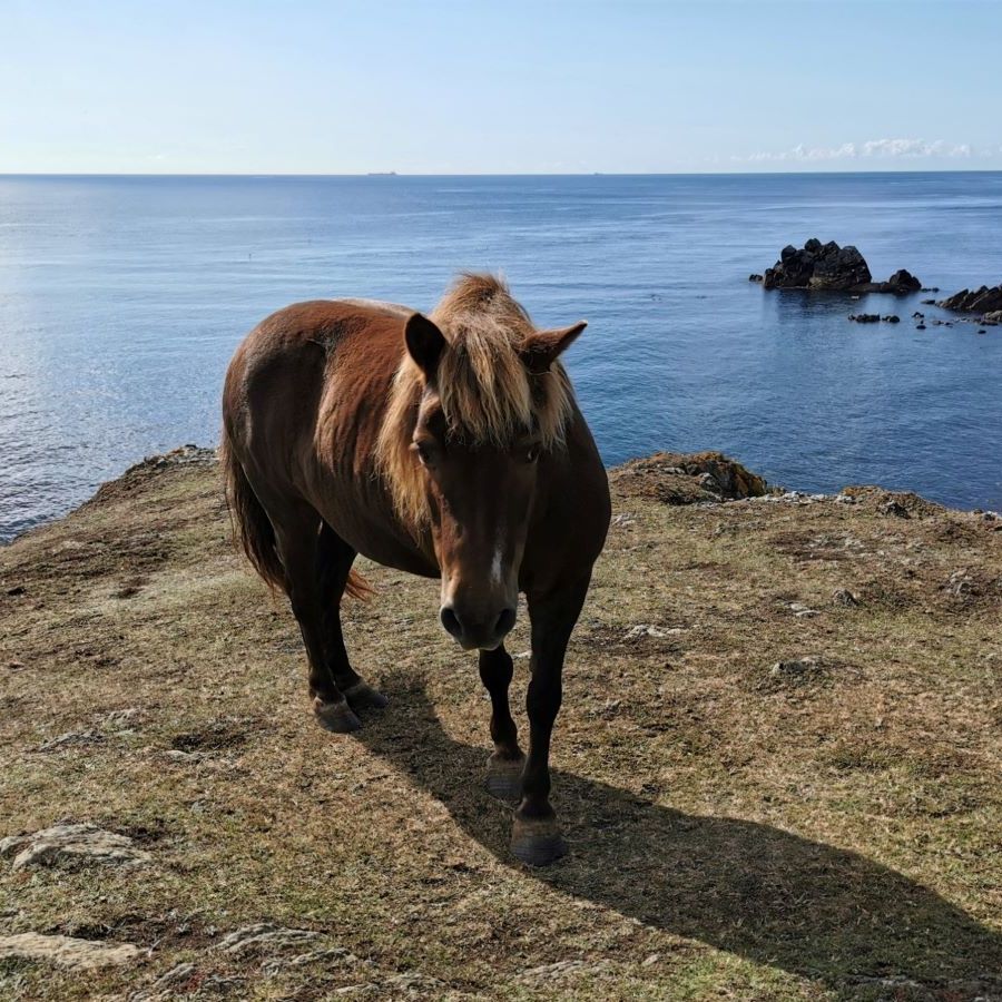 Horse on the coast