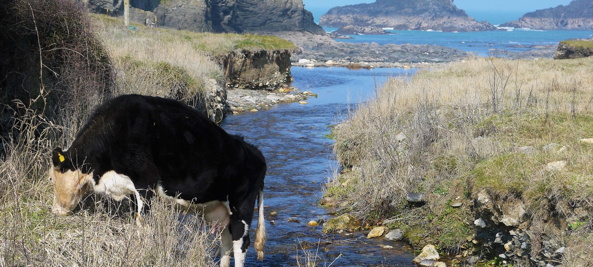 Cattle in the stream at Porthcothan Bay