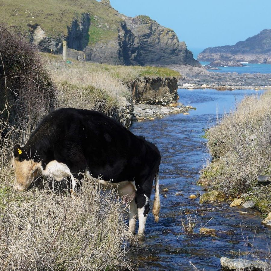 Cattle in the stream at Porthcothan Bay