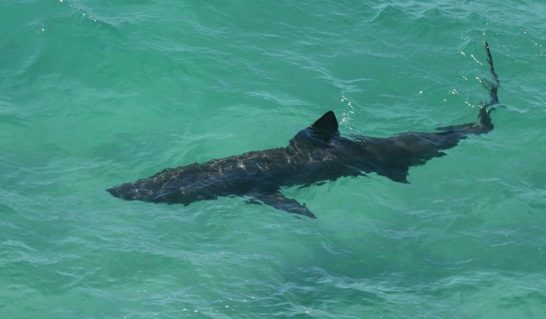 Basking shark