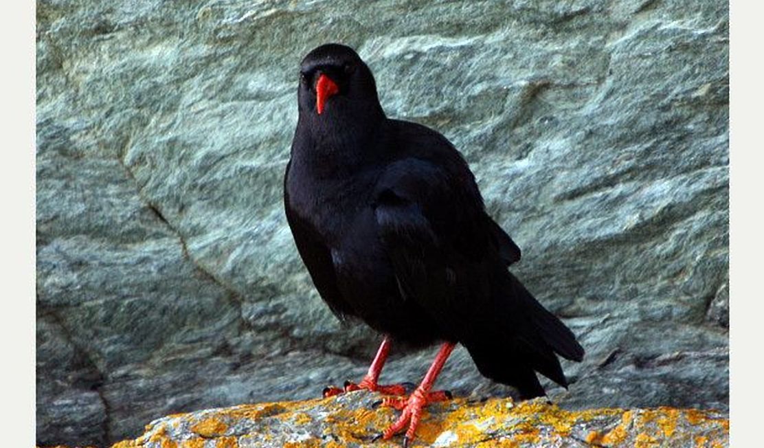 Cornish chough