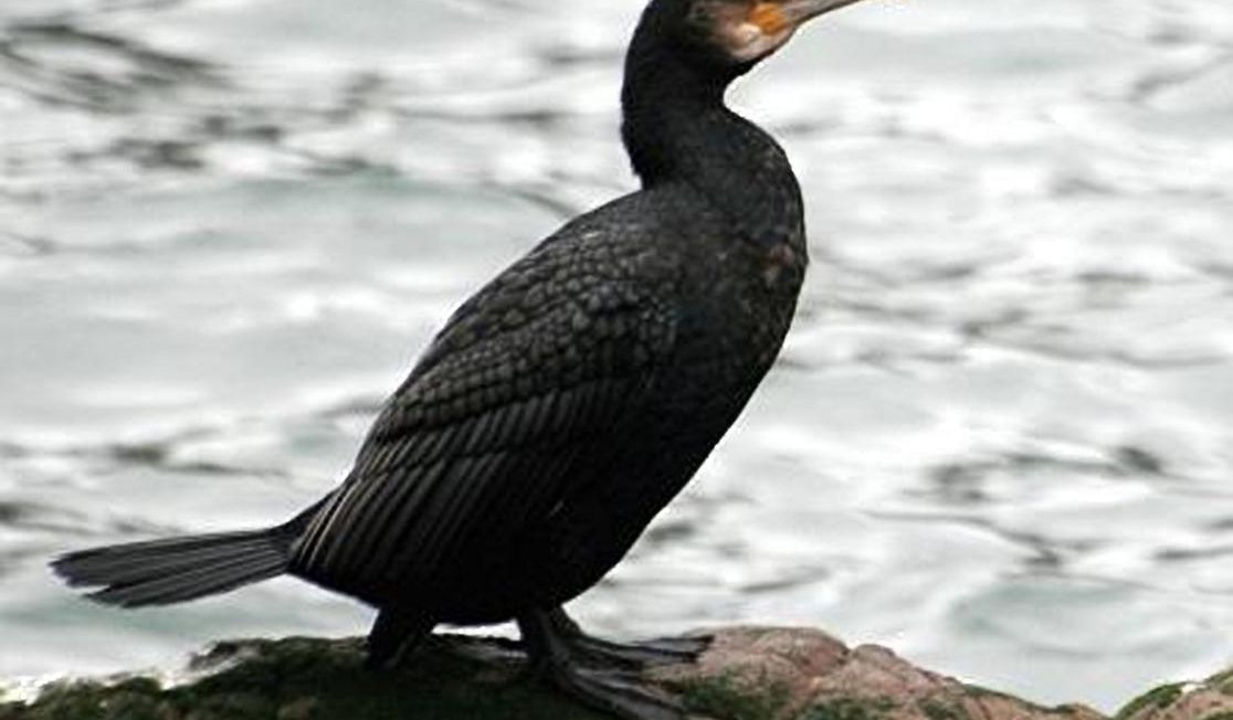 Cormorant