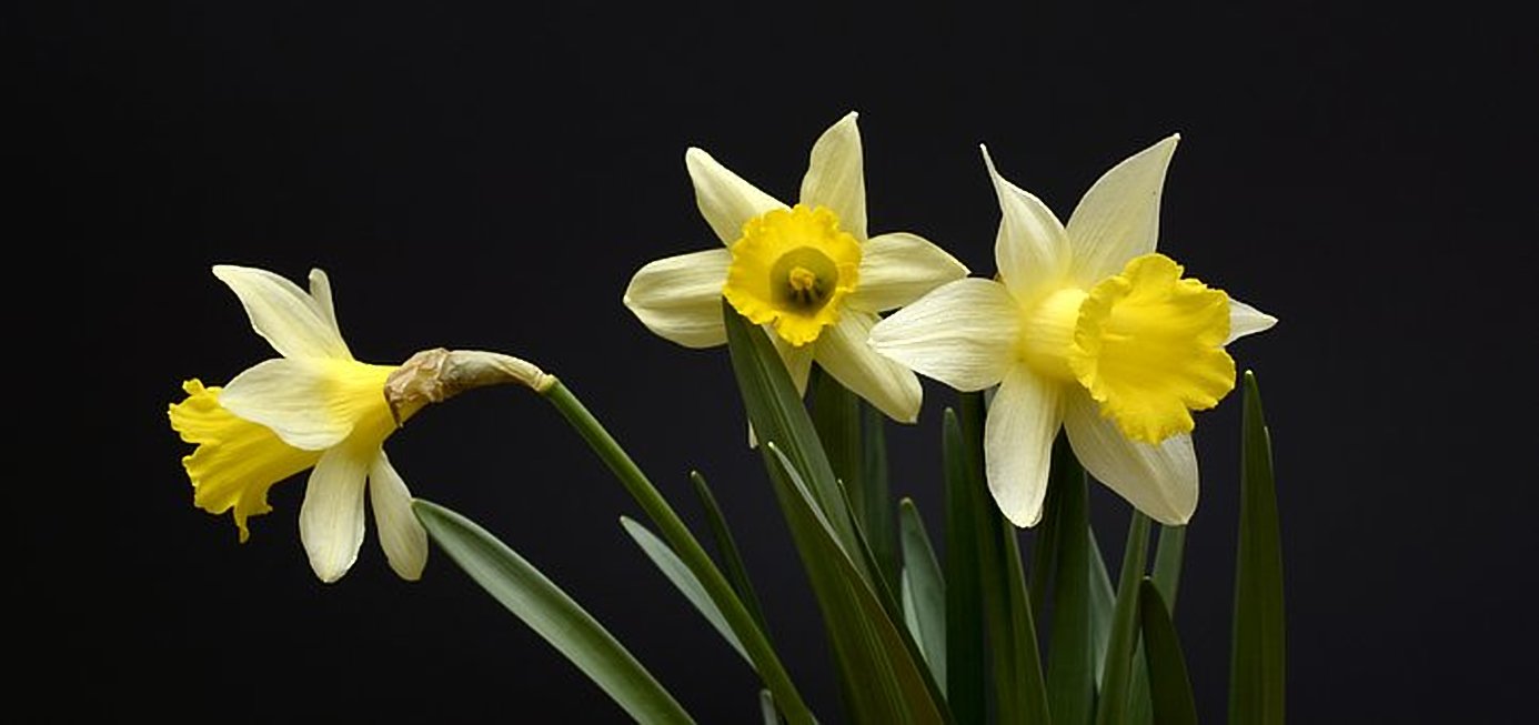 Cornish Daffodils