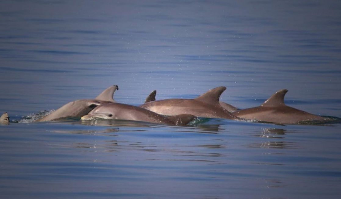 Dolphins breaching
