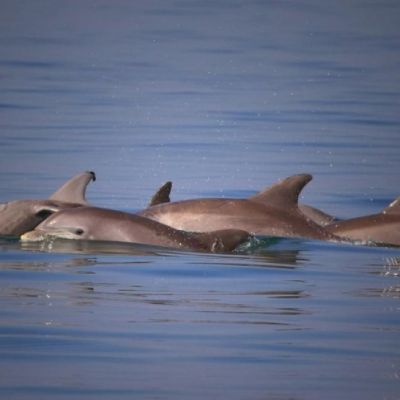 Dolphins breaching