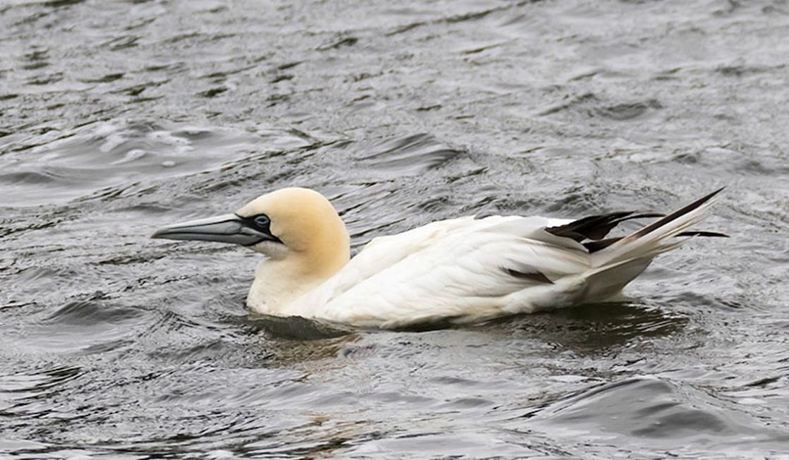 Gannet