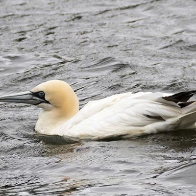 Gannet
