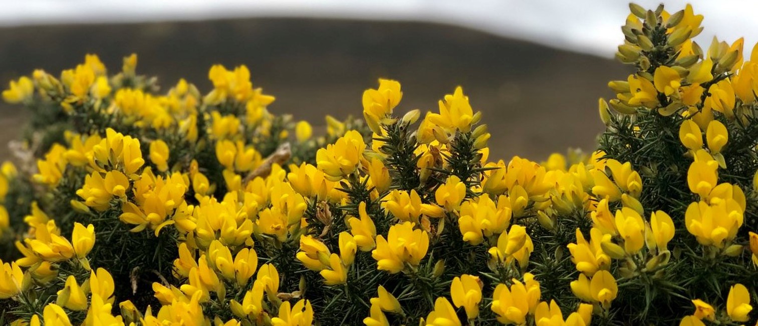 golden gorse