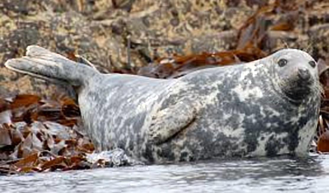 Grey seal