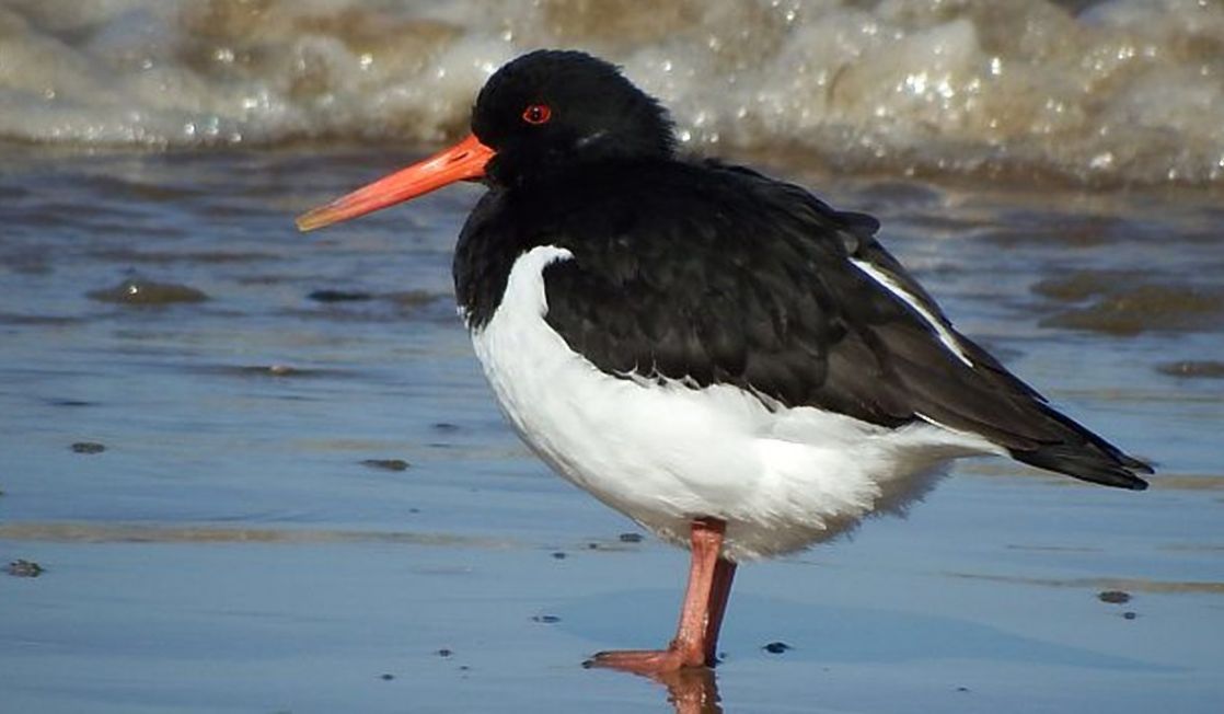 Oystercatcher at the shoreline