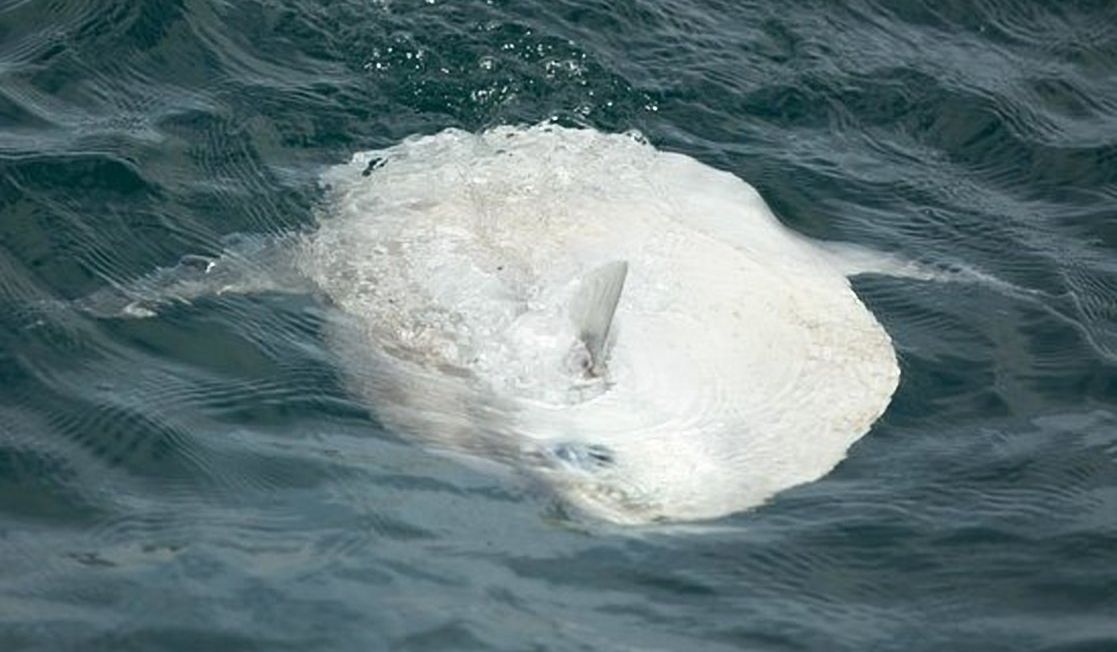 Sunfish