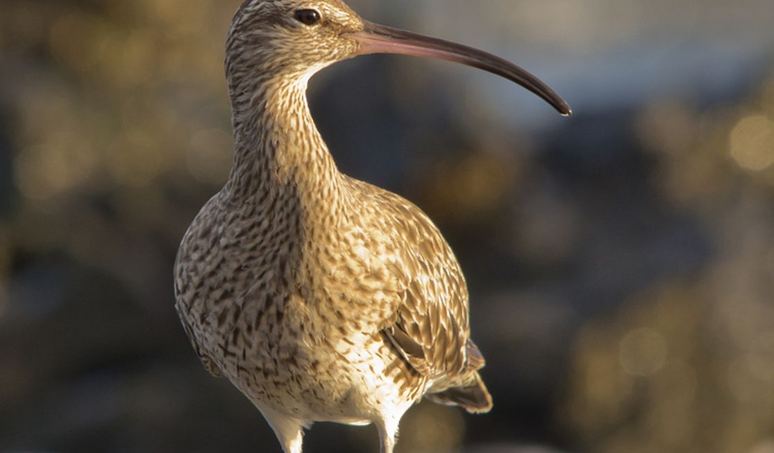 whimbrel