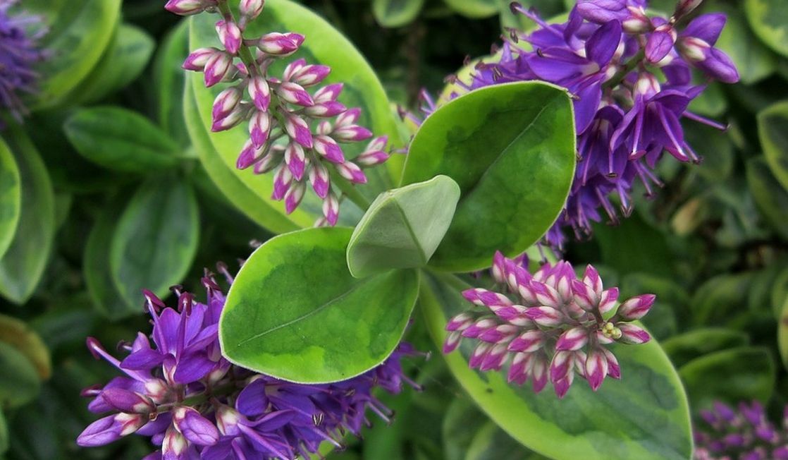 pretty purple flowers