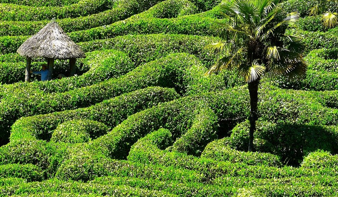 Glendurgan Garden maze