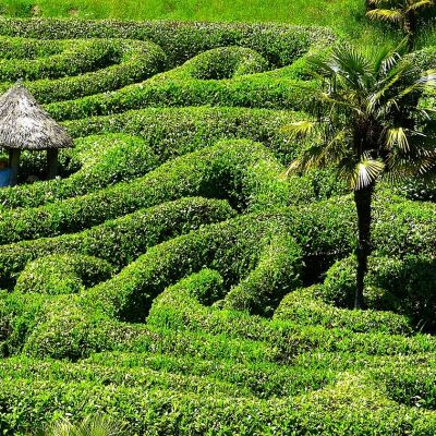 Glendurgan Garden maze