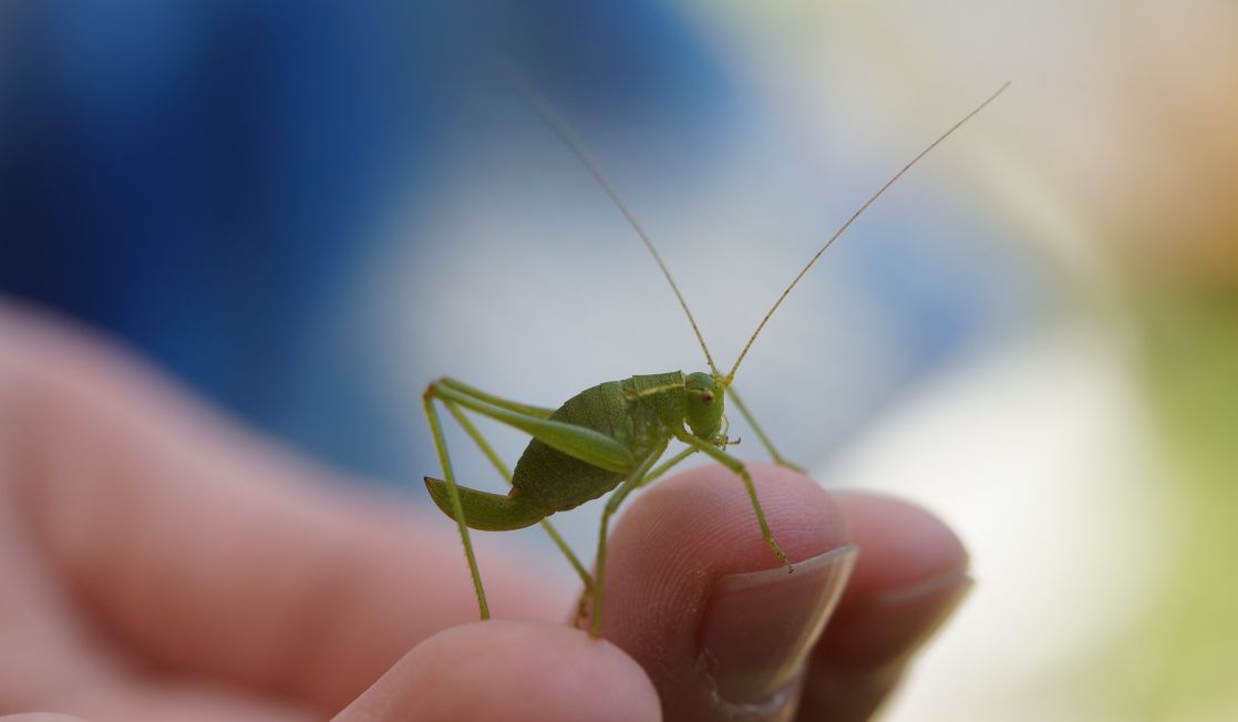 grasshopper in a hand