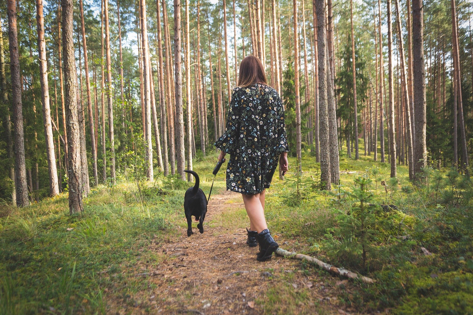dog walking in a forest
