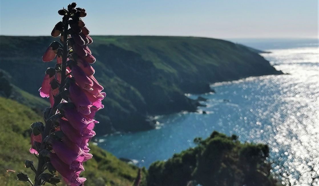 foxglove in bloom with sea as background: coast path