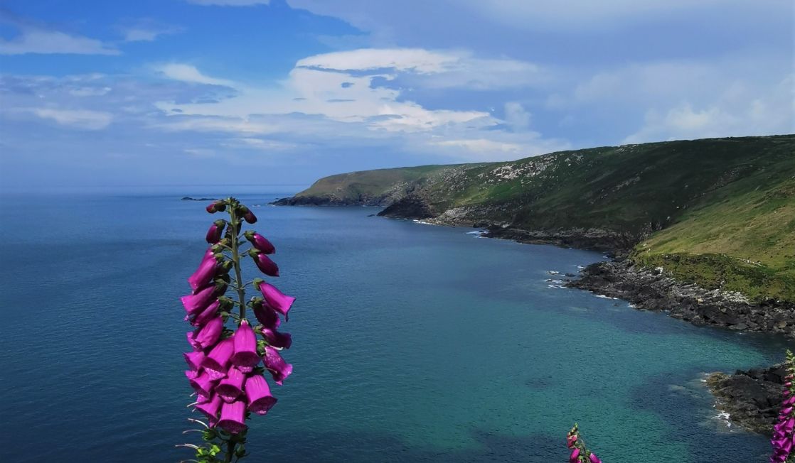 coast path foxglove at Zennor