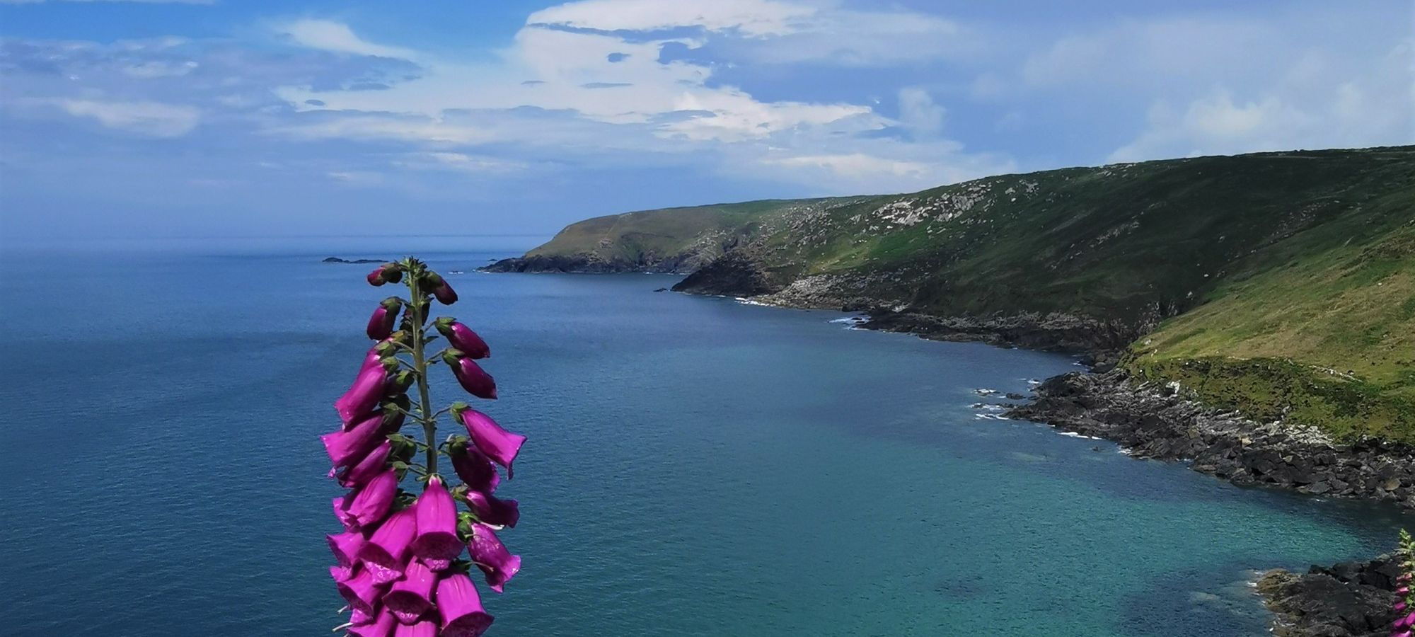 coast path foxglove at Zennor