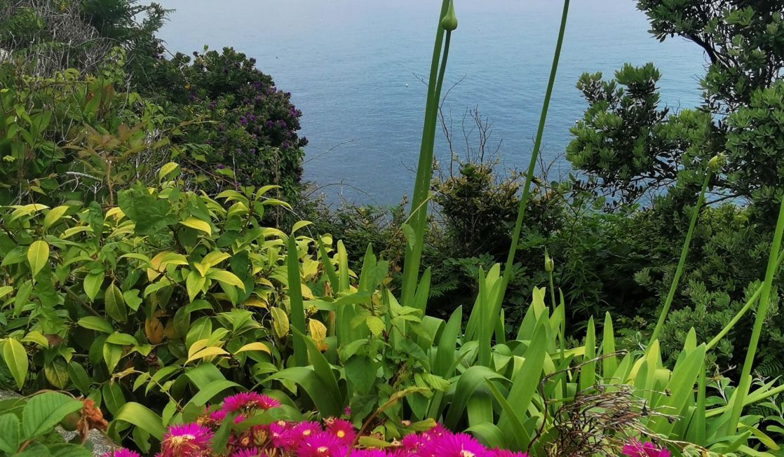 Penlee Point flowers