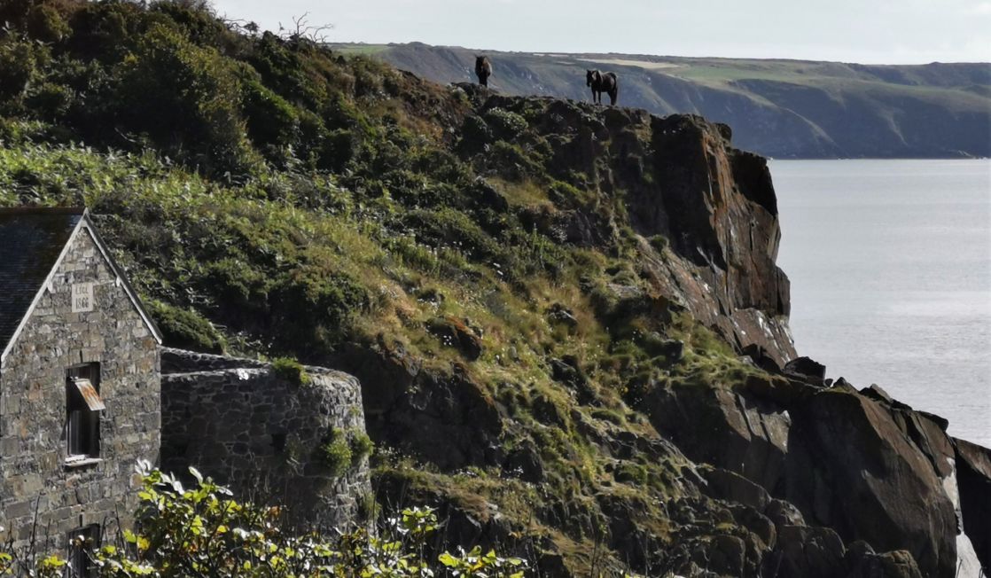 Horses on the cliffs at Poltesco