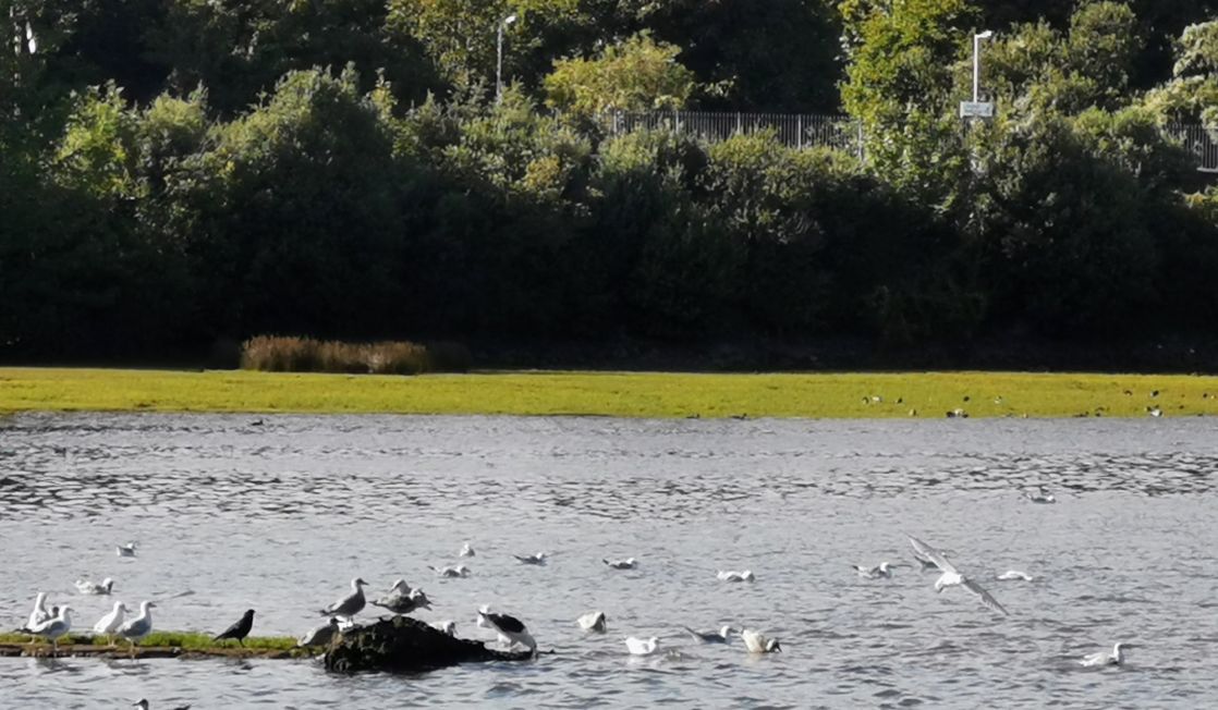 Birds at Hayle Causeway