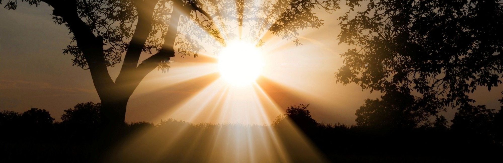 Sunrise through the trees