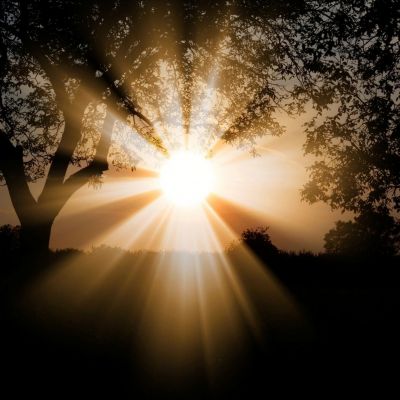Sunrise through the trees