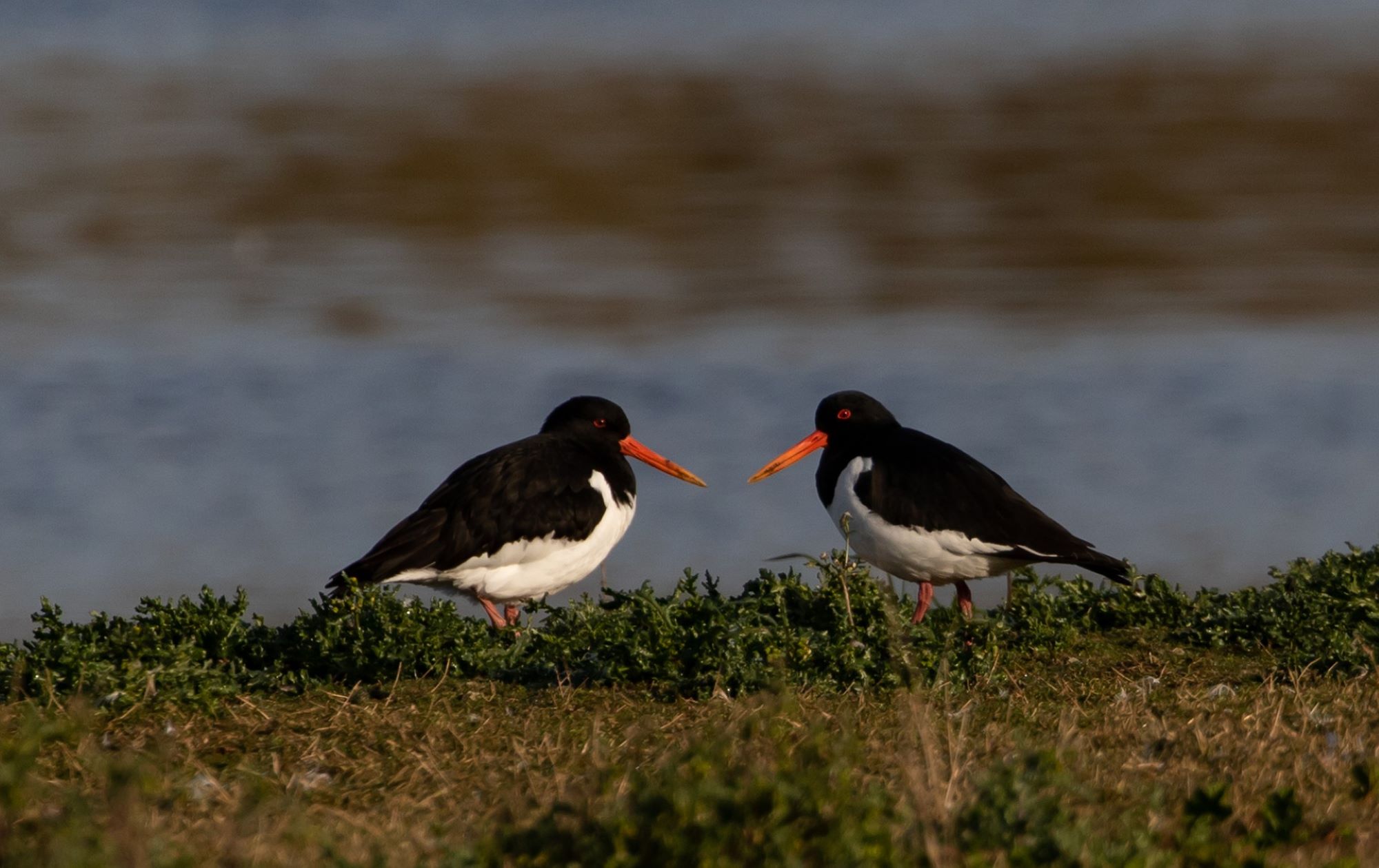 oyster catchers
