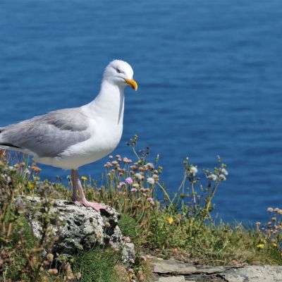 sea gull