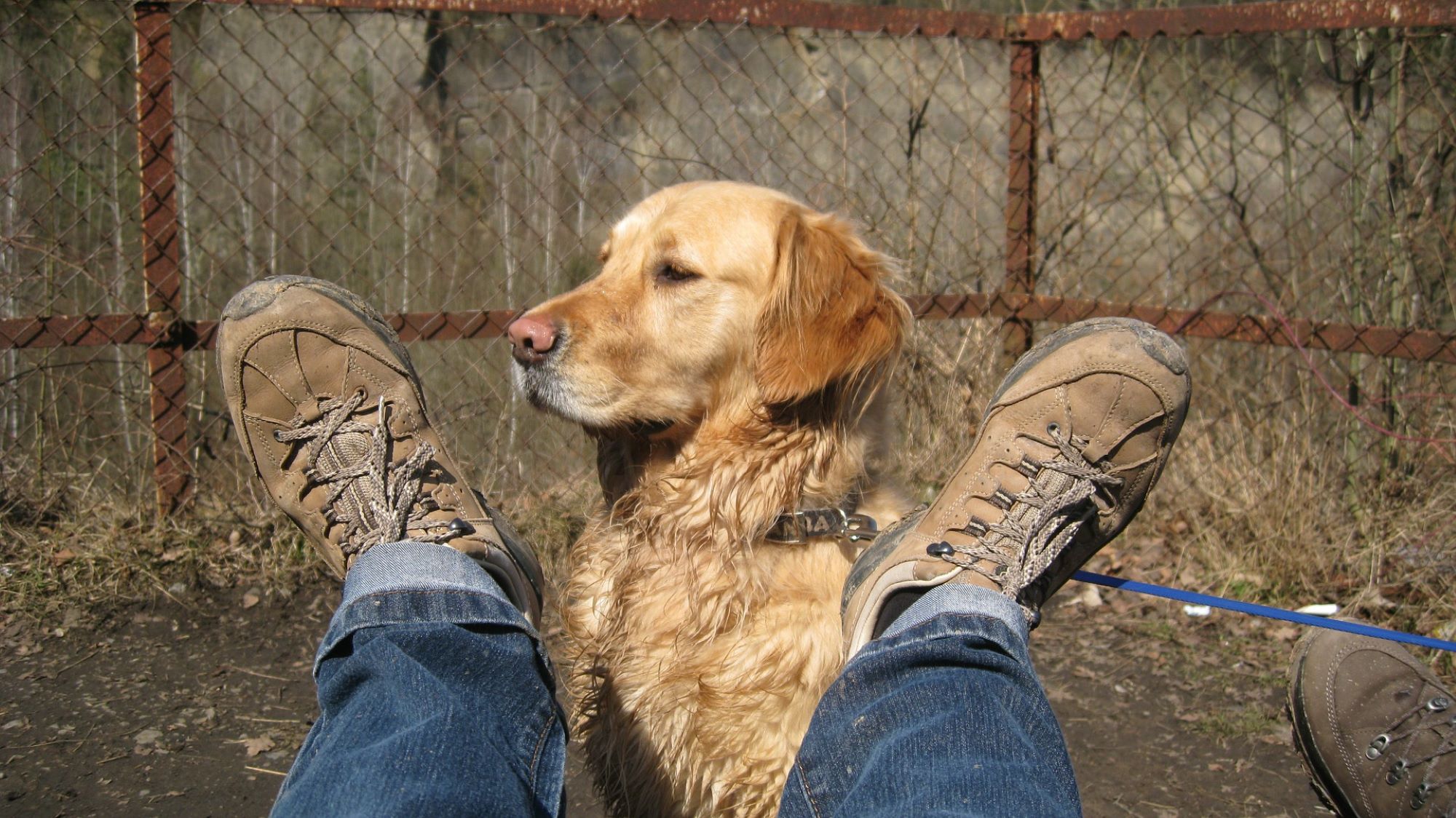 Dog betwen walking boots